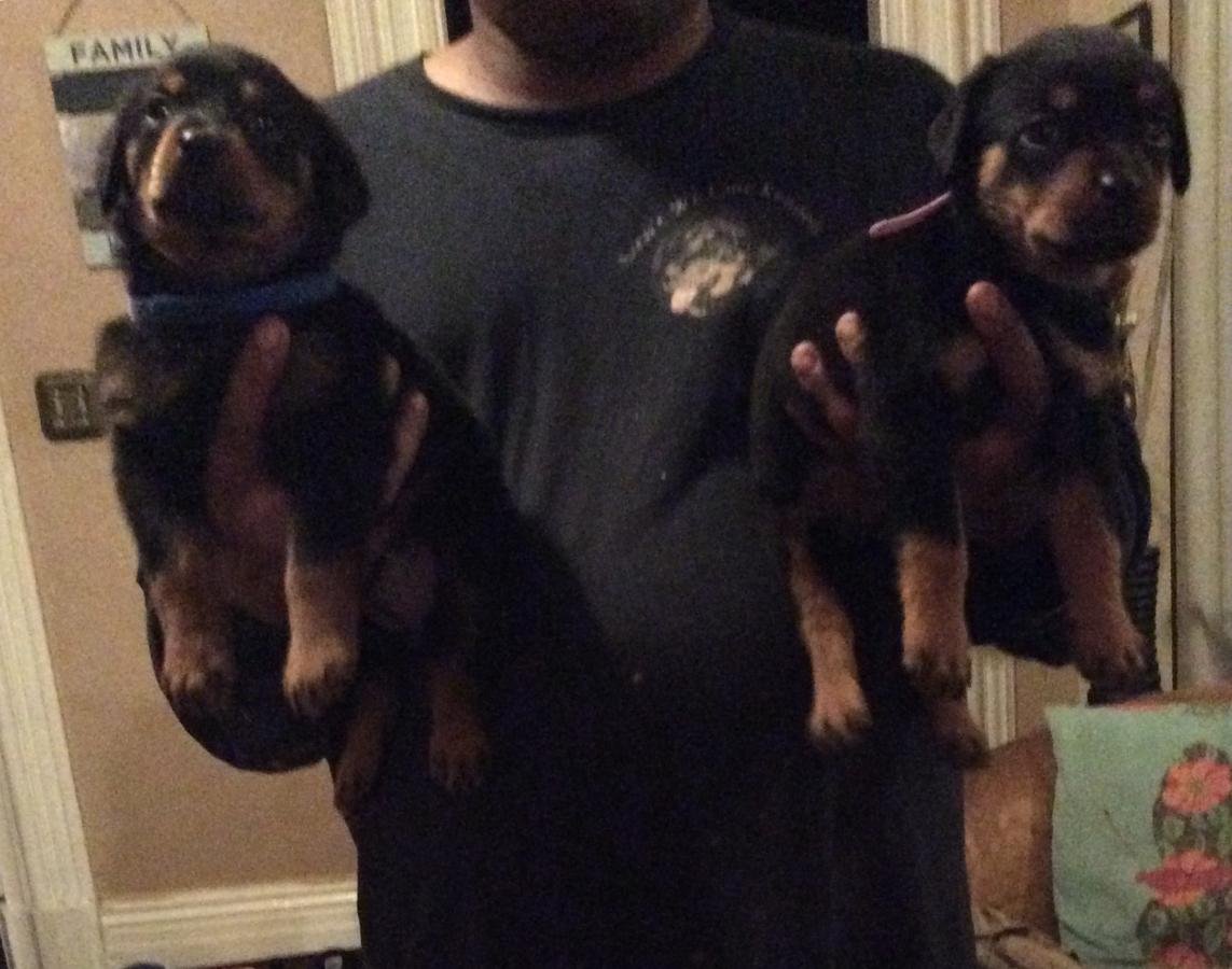 Beautiful KC German Rottweiler Puppies