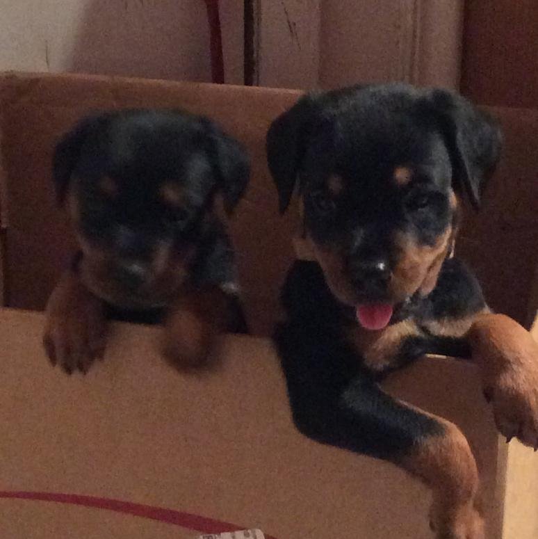 Beautiful KC German Rottweiler Puppies