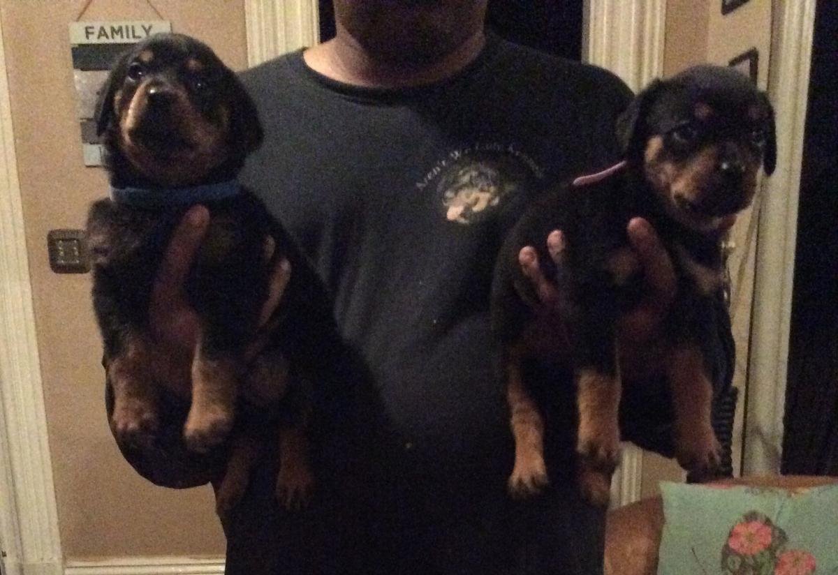 Beautiful KC German Rottweiler Puppies