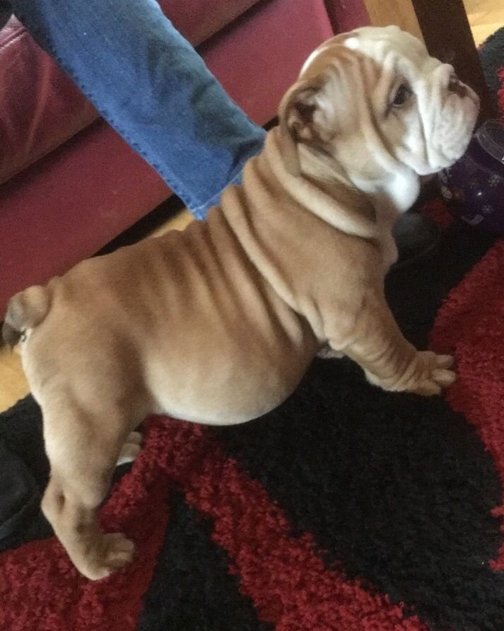 5 Beautiful English Bulldogs For Sale