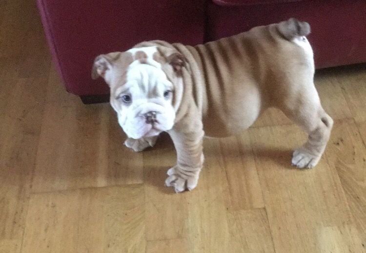 5 Beautiful English Bulldogs For Sale