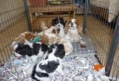 Beautiful Kc Cavalier King Charles Puppies