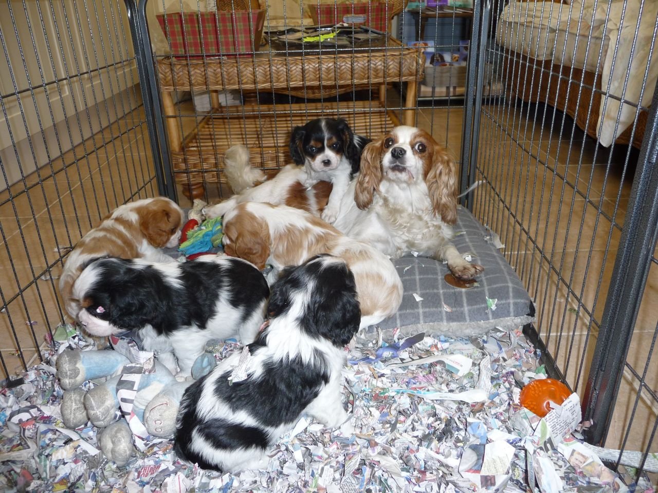 Beautiful Kc Cavalier King Charles Puppies