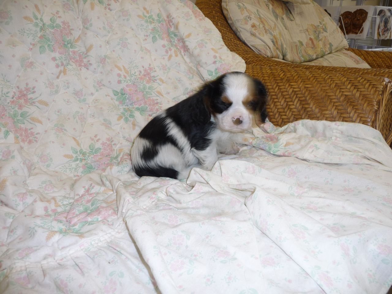 Beautiful Kc Cavalier King Charles Puppies
