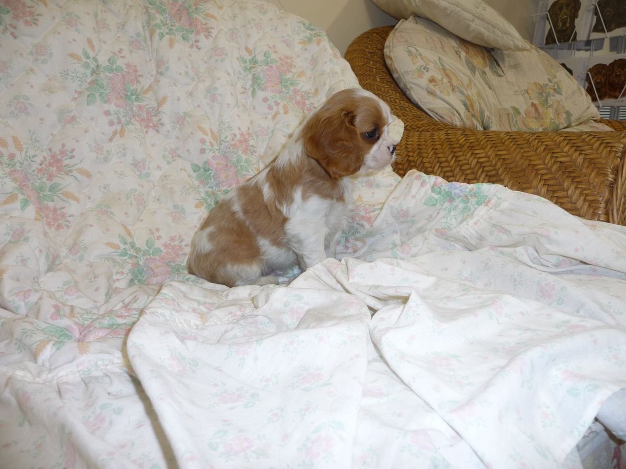 Beautiful Kc Cavalier King Charles Puppies