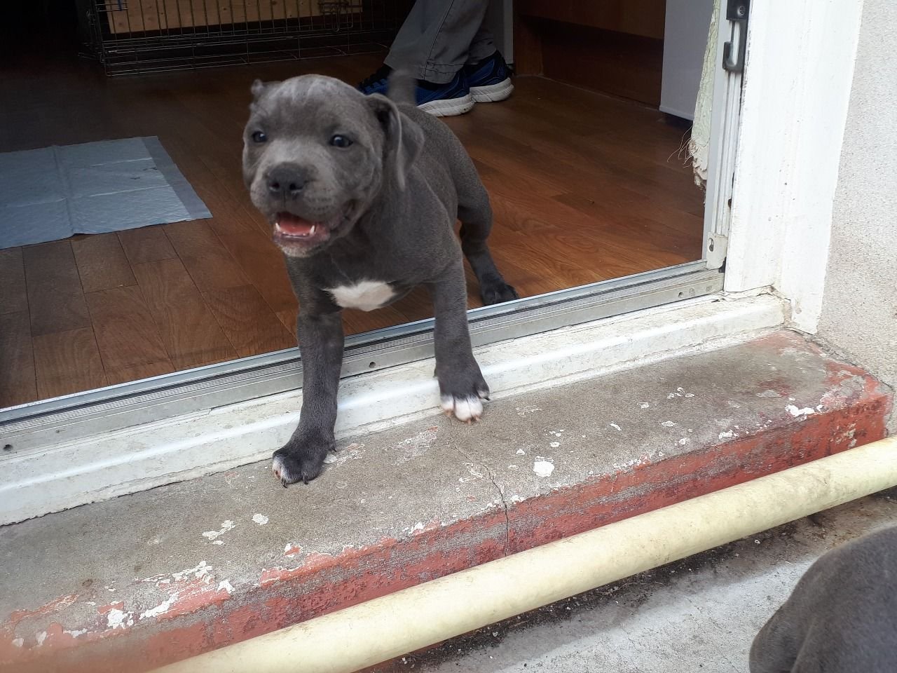 Male and Female Blue Kc Reg Staffs Puppies