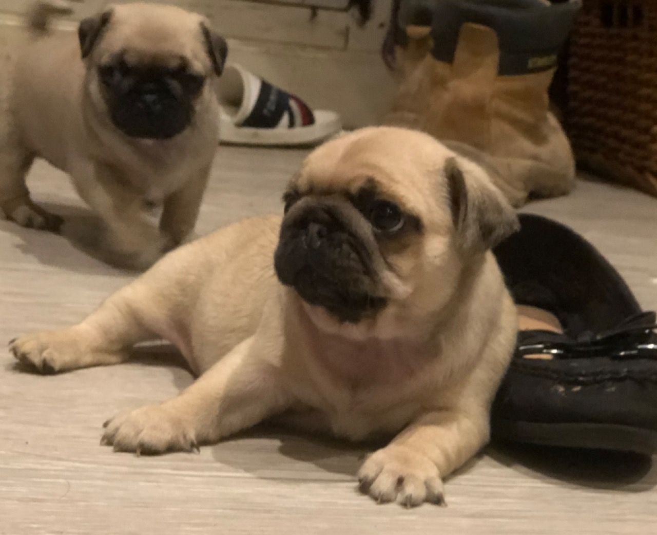 Beautiful Kc Reg Pug Puppies
