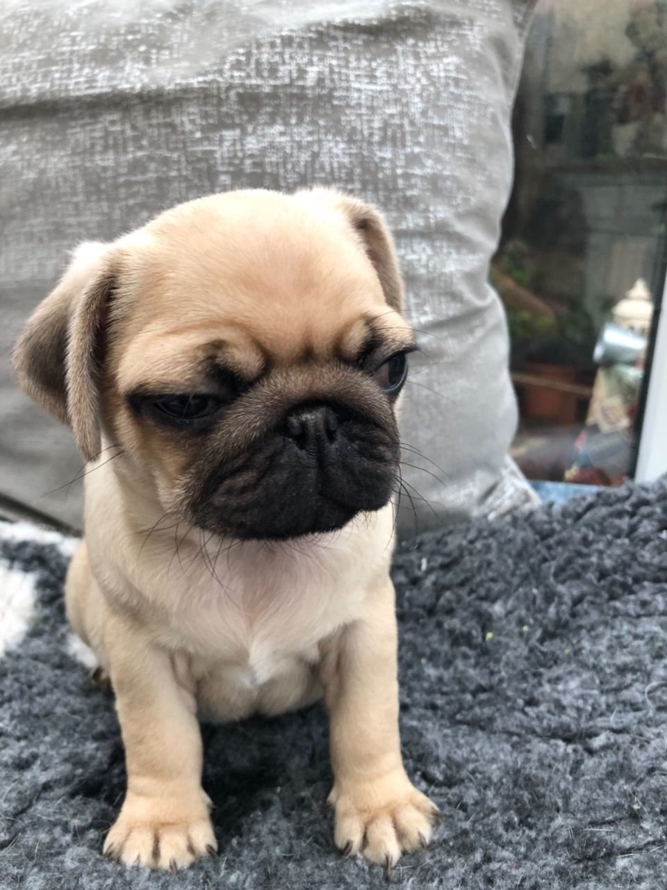 Beautiful Kc Reg Pug Puppies