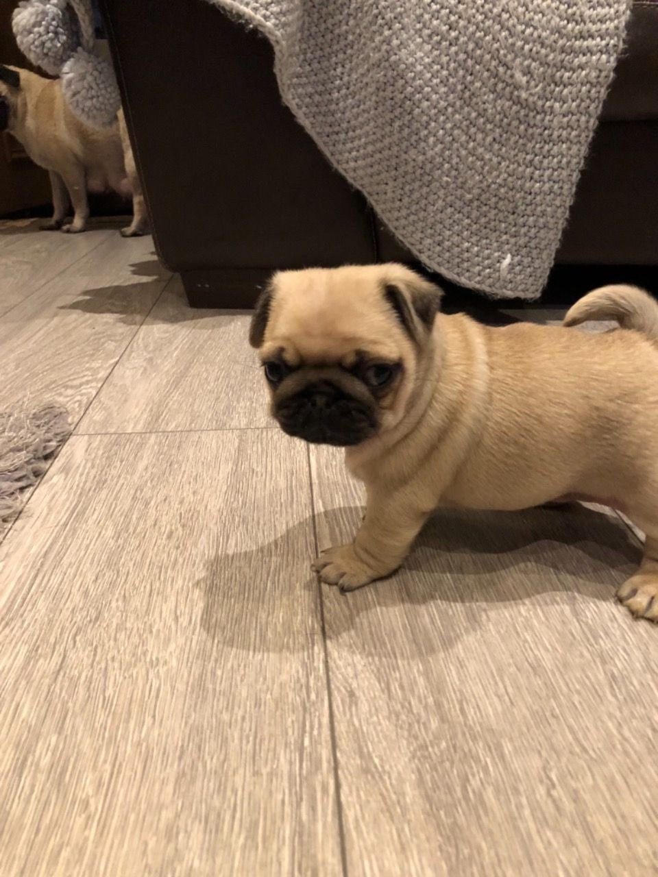Beautiful Kc Reg Pug Puppies