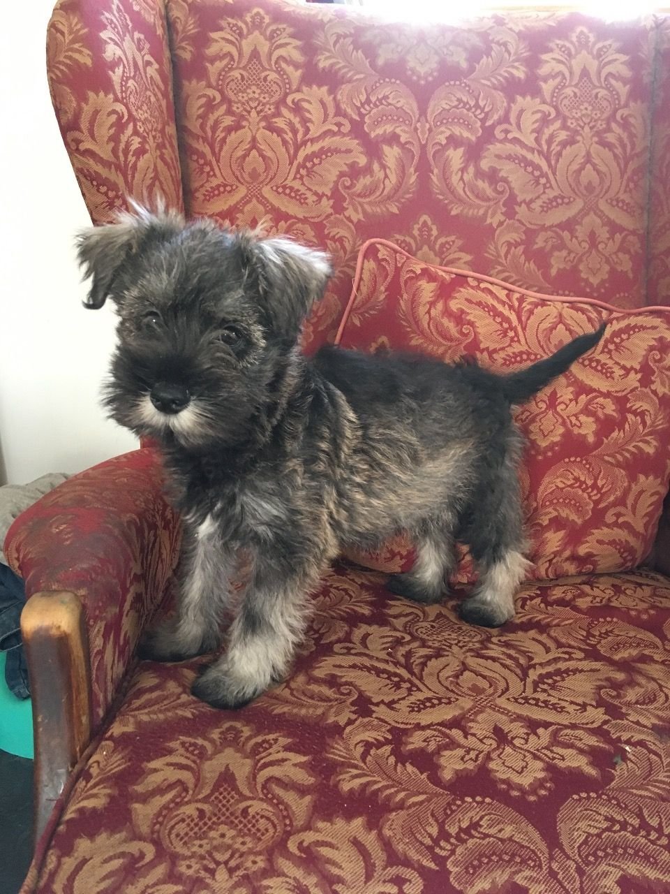 Miniature Schnauzer Puppies for sale