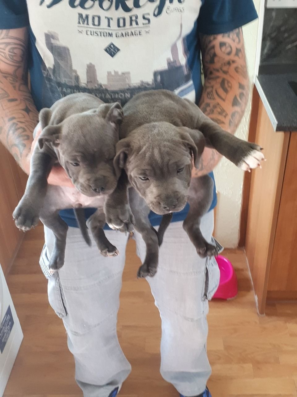 Male and Female Blue Kc Reg Staffs Puppies