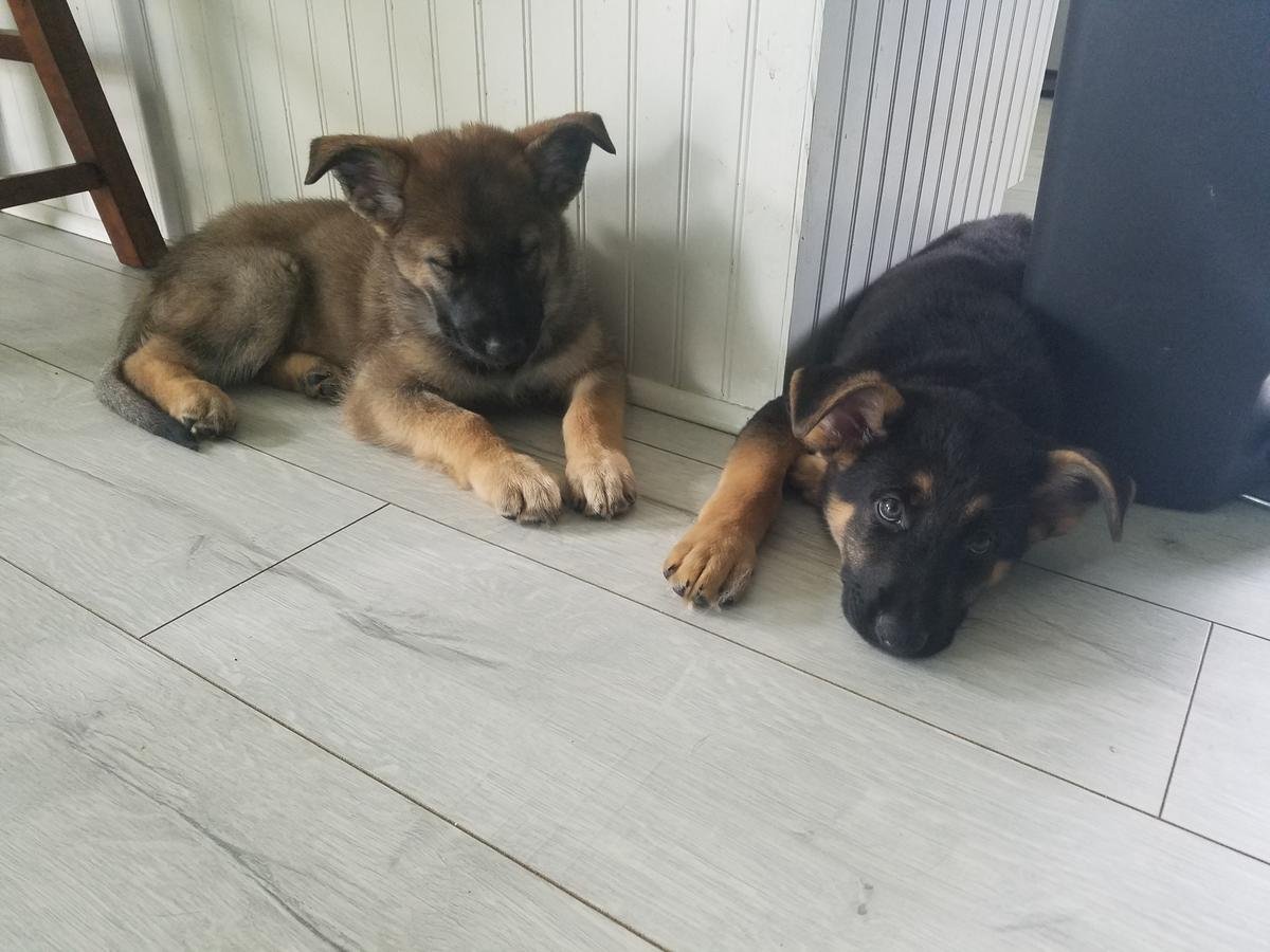 Beautiful German shepherd puppies