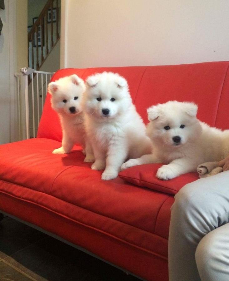 Stunning Samoyed Pups