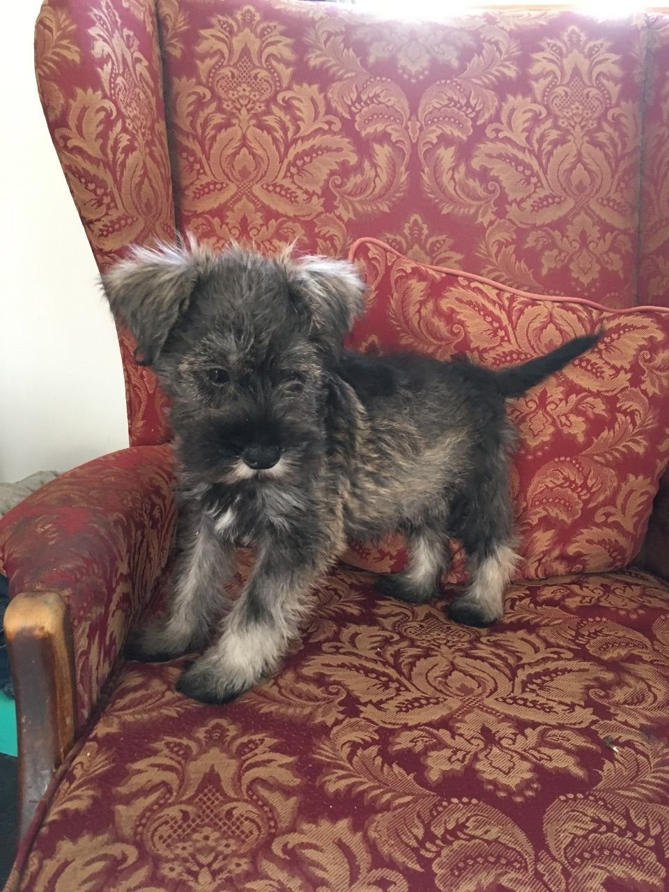 Miniature Schnauzer Puppies for sale
