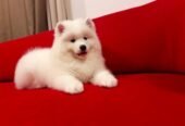 Stunning Samoyed Pups