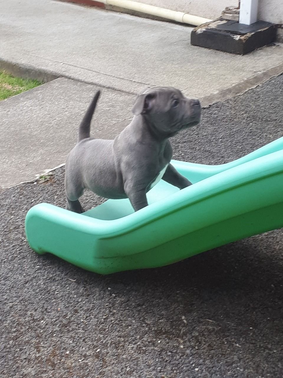 Male and Female Blue Kc Reg Staffs Puppies