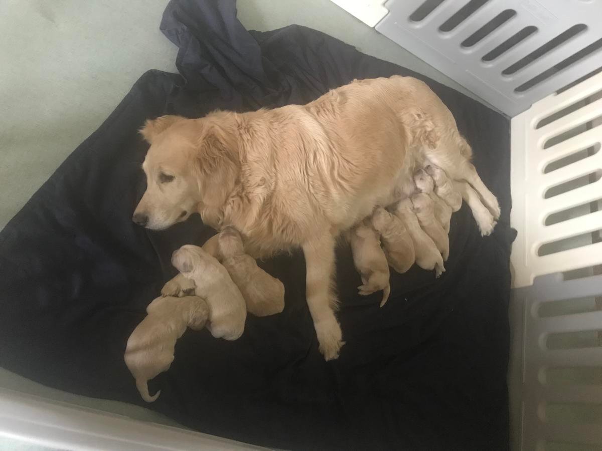 stunning kc Golden Retriever puppies