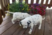 Adorable Male and Female Dalmatian Puppies