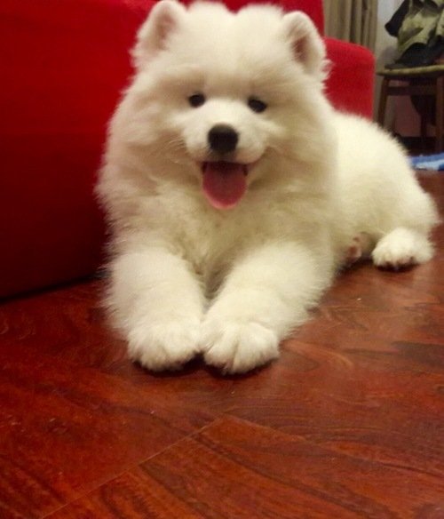 Stunning Samoyed Pups