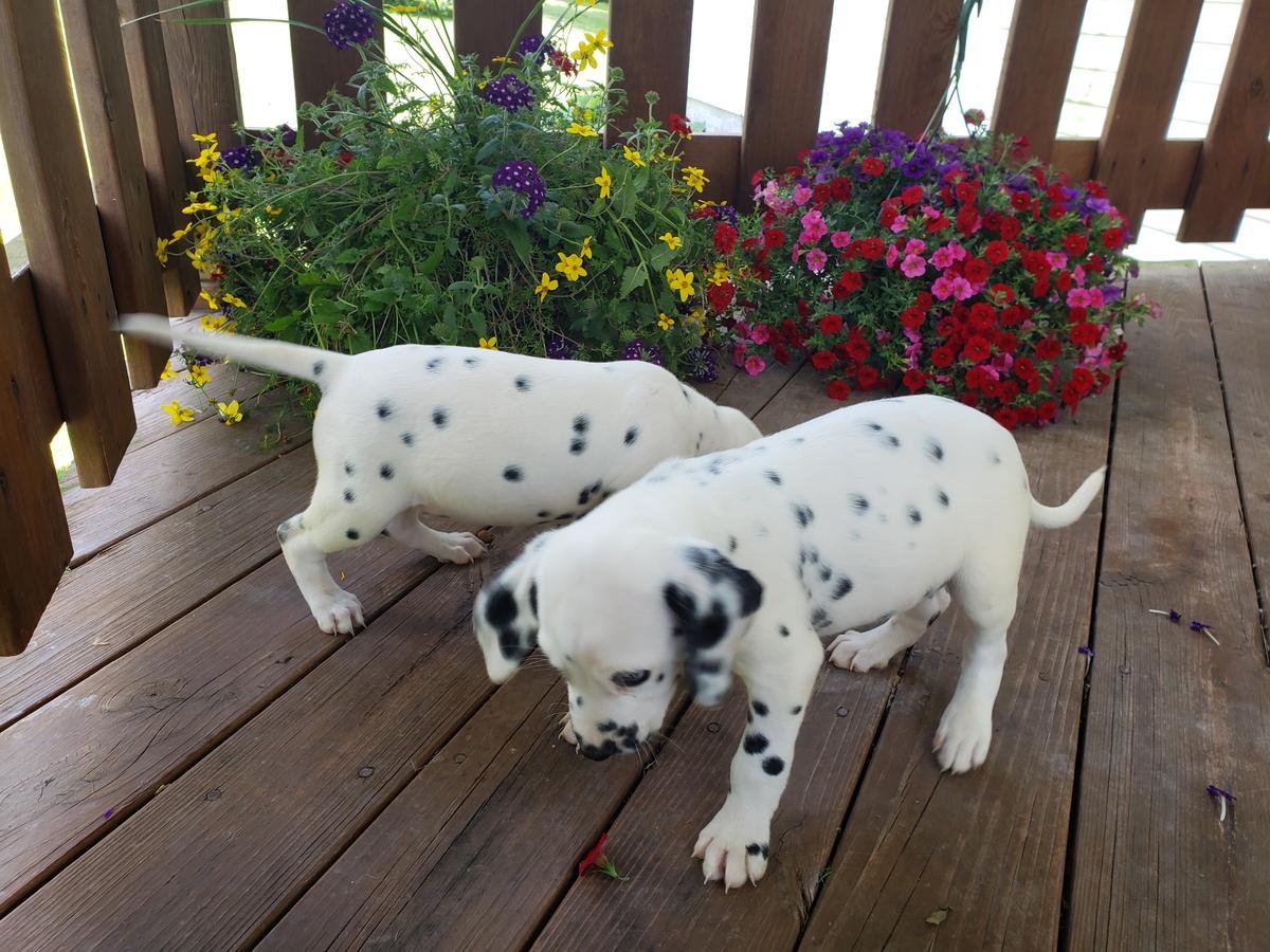 Adorable Male and Female Dalmatian Puppies