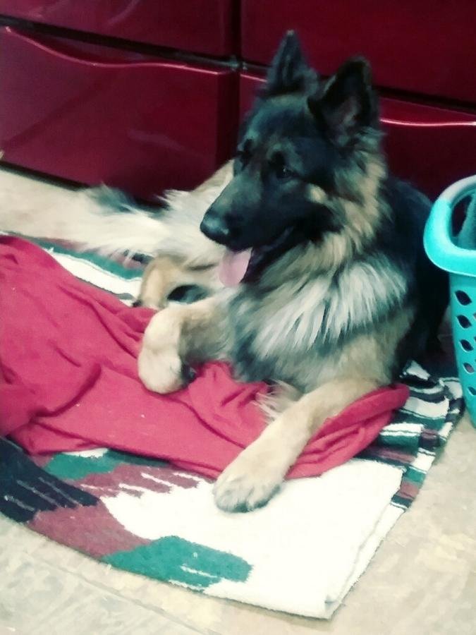 Beautiful German shepherd puppies