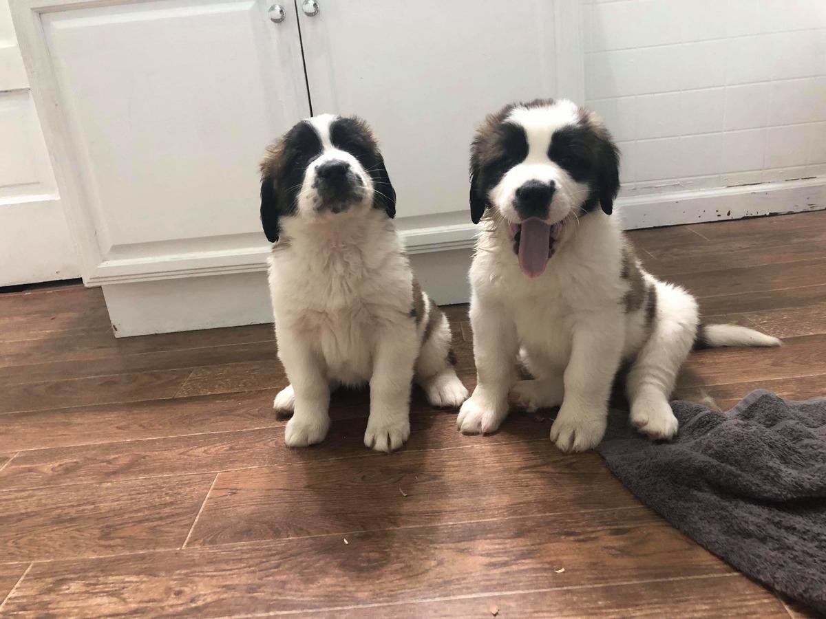 Beautiful Kc Saint Bernard Puppies