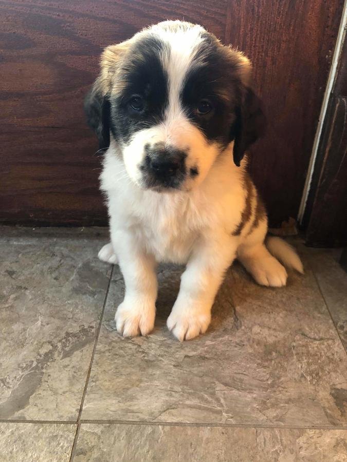 Beautiful Kc Saint Bernard Puppies