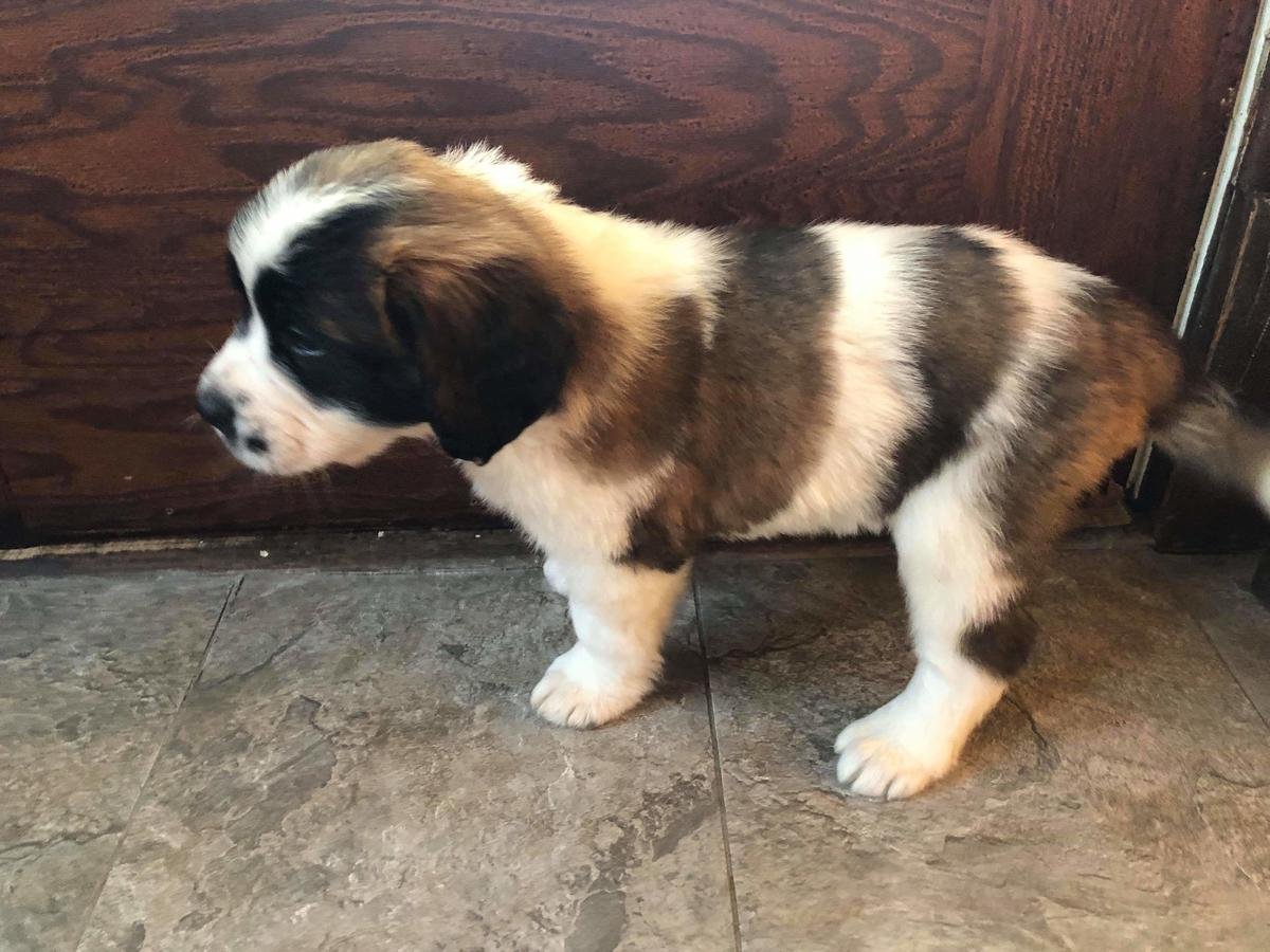 Beautiful Kc Saint Bernard Puppies