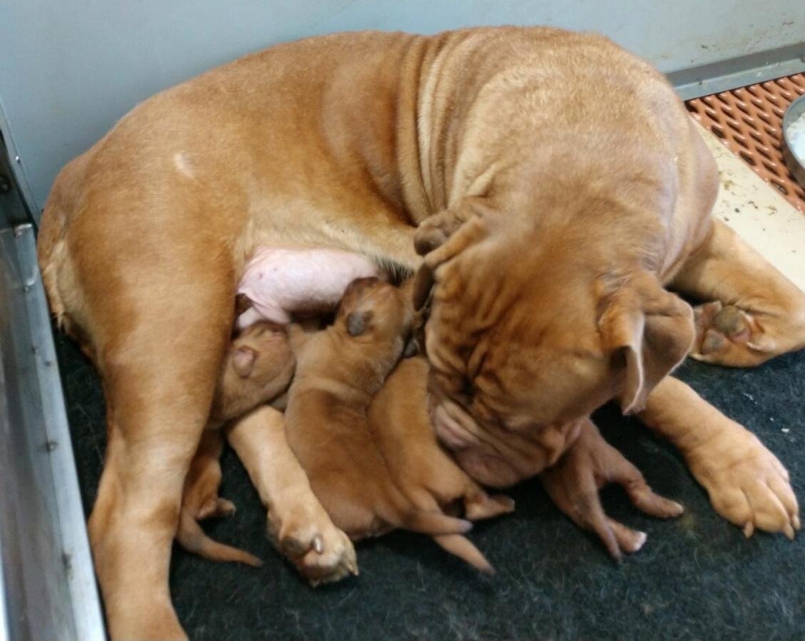 Both Kc Reg Dogue De Bordeaux Puppies