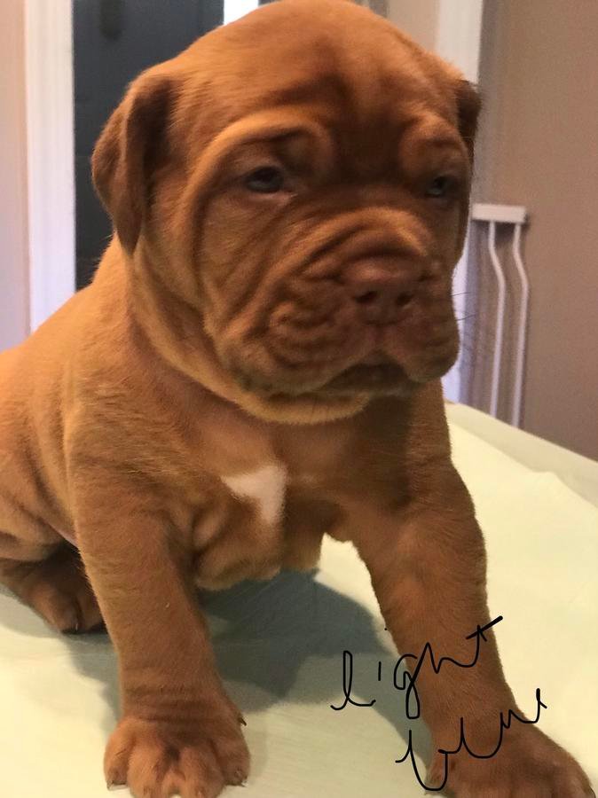 Both Kc Reg Dogue De Bordeaux Puppies
