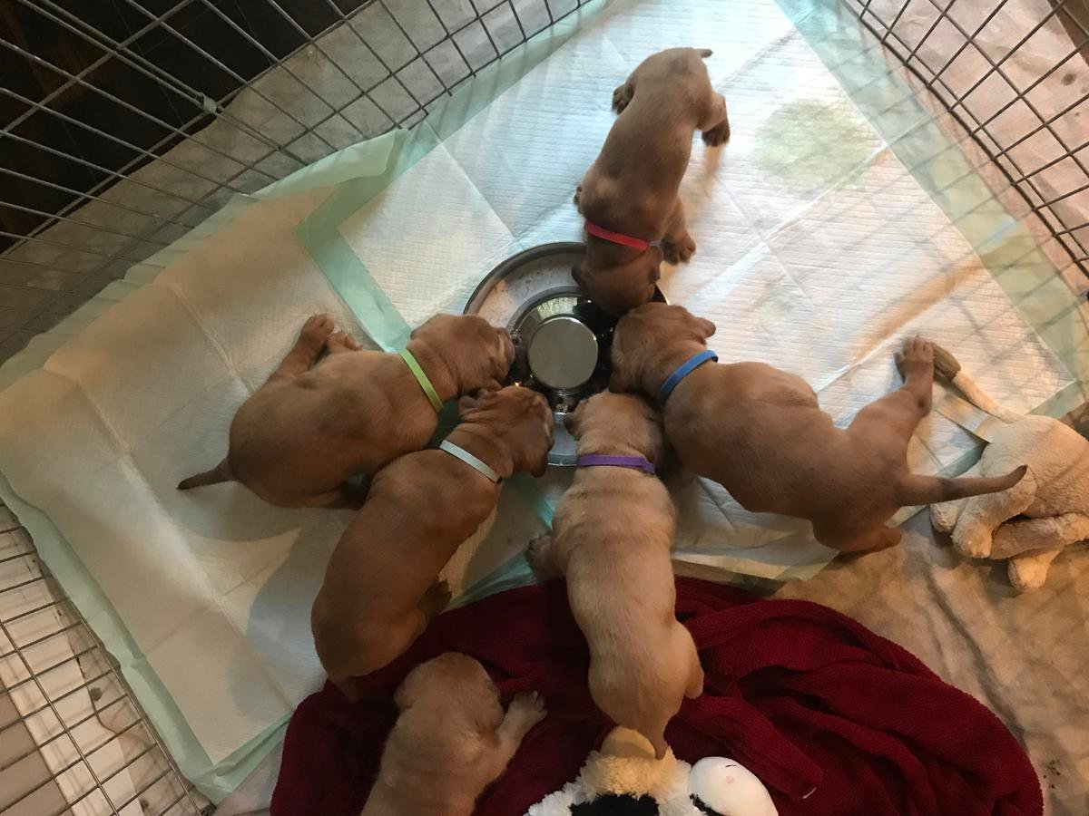 Both Kc Reg Dogue De Bordeaux Puppies