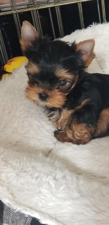 Beautiful KC Yorkshire Terrier Puppies