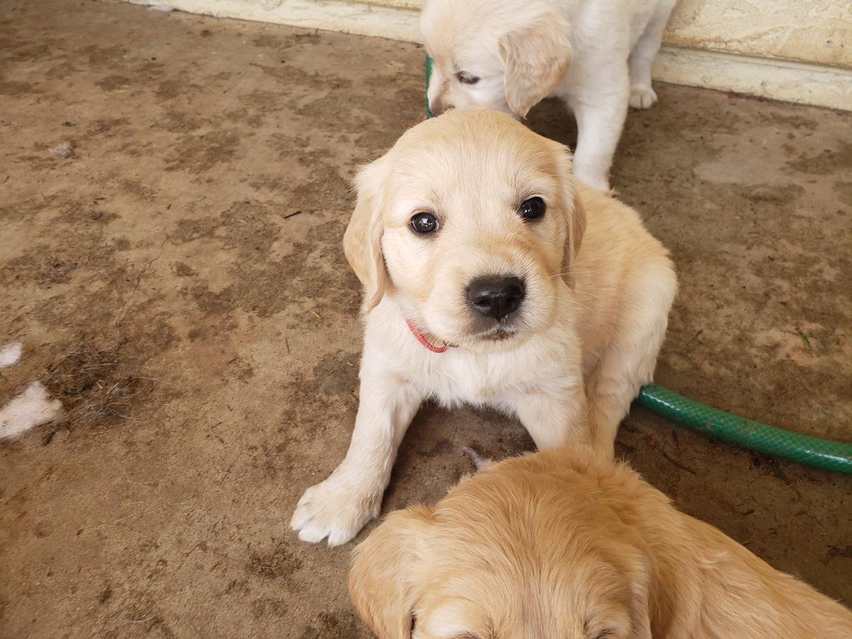 stunning kc Golden Retriever puppies