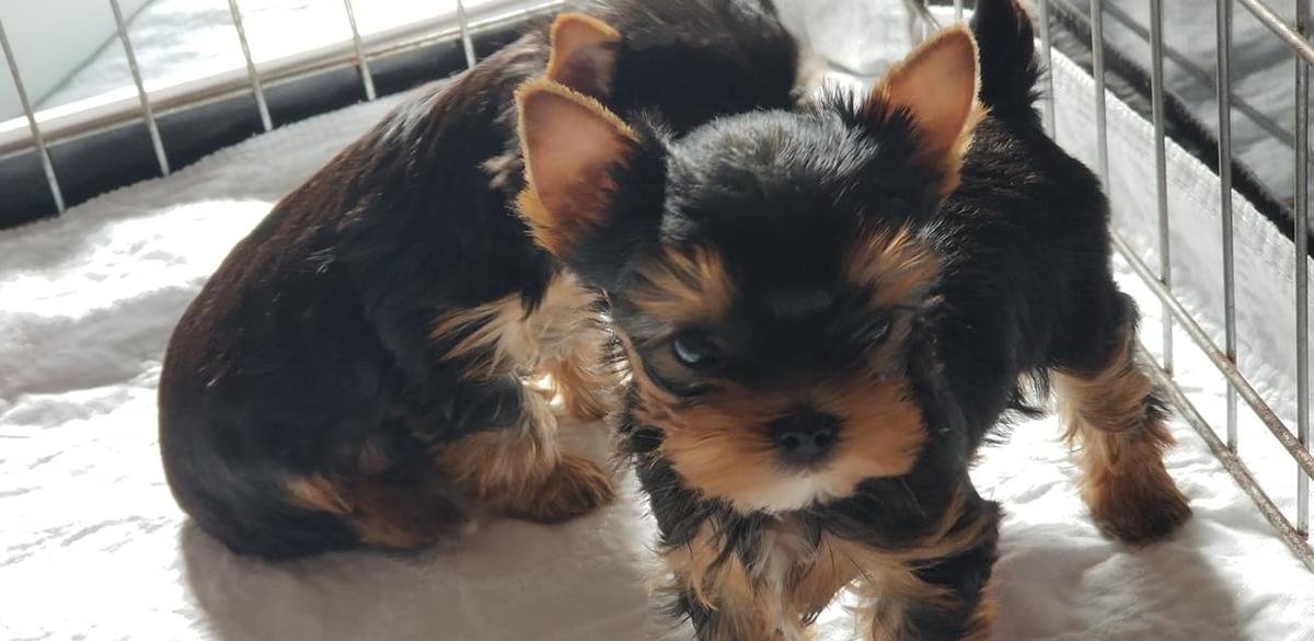 Beautiful KC Yorkshire Terrier Puppies