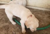 stunning kc Golden Retriever puppies