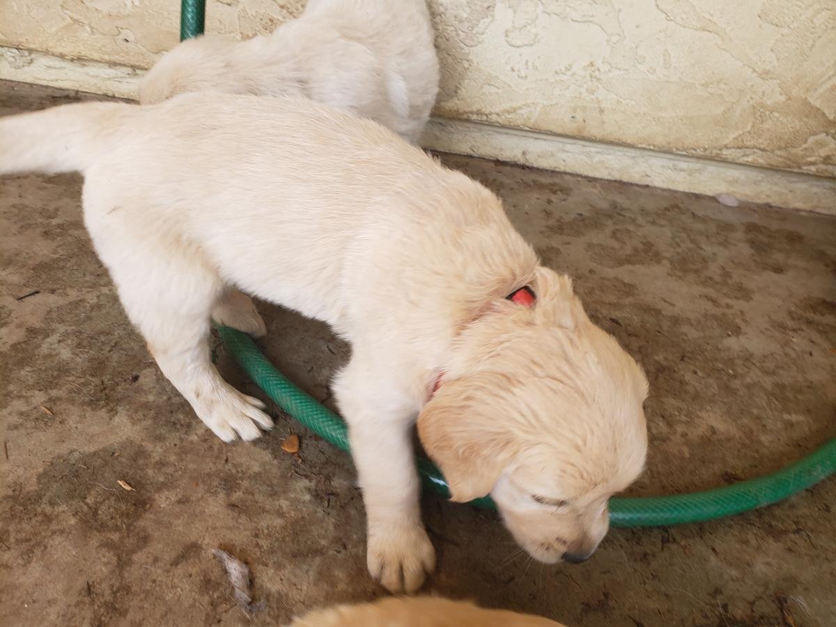stunning kc Golden Retriever puppies