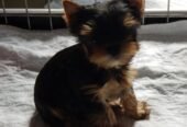 Beautiful KC Yorkshire Terrier Puppies