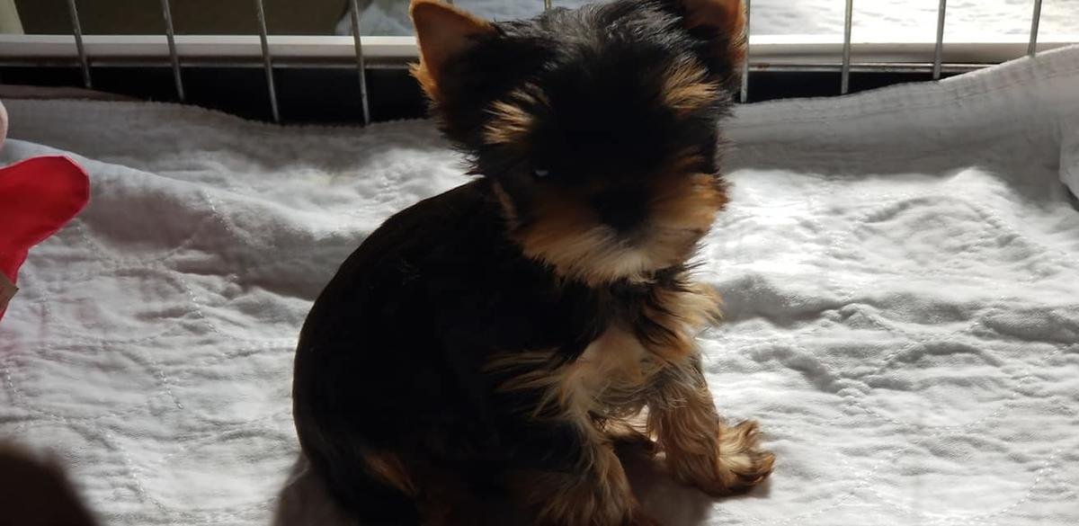 Beautiful KC Yorkshire Terrier Puppies
