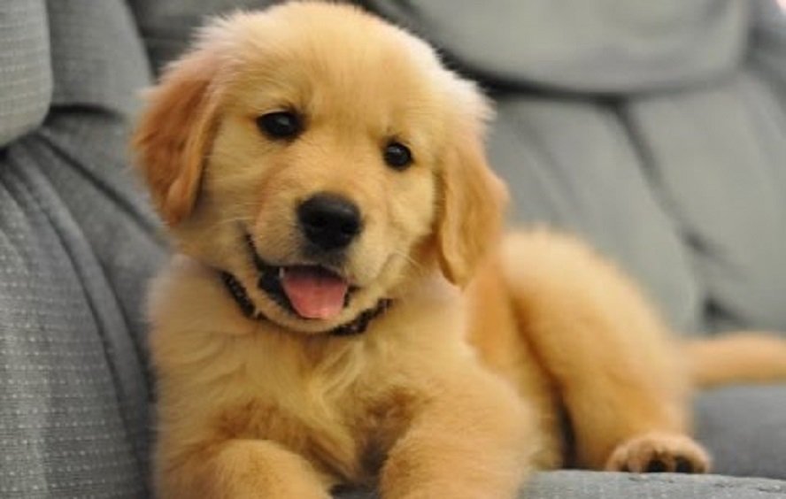 Golden Retriever Pups Ready Now
