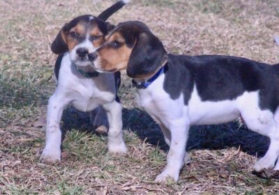 KC Tri Color Beagle Puppies For Sale Now