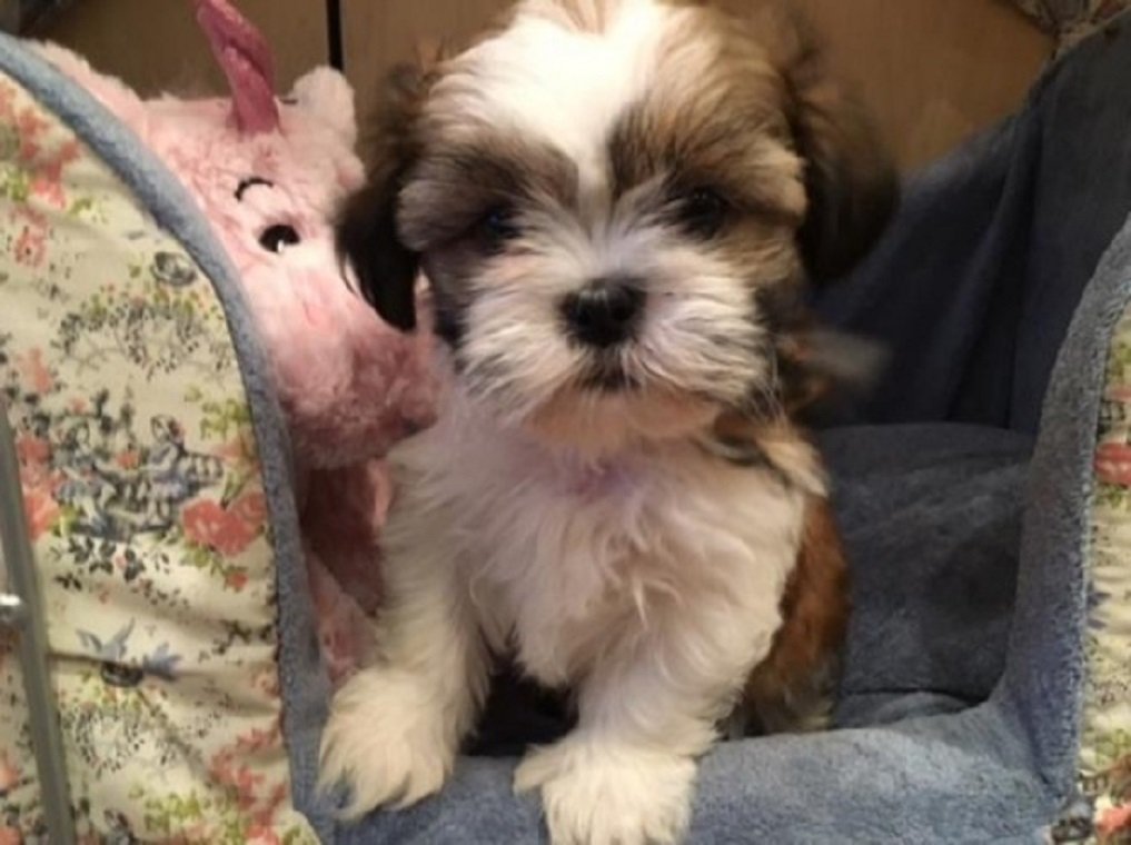 4 Shihtzu Puppies Left