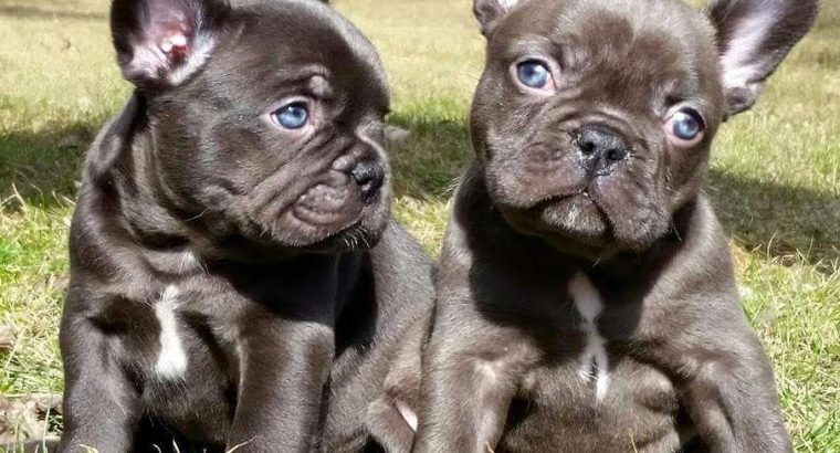 French bulldogs puppies Available