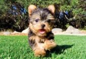 Tiny Yorkshire Terrier Puppies For sale