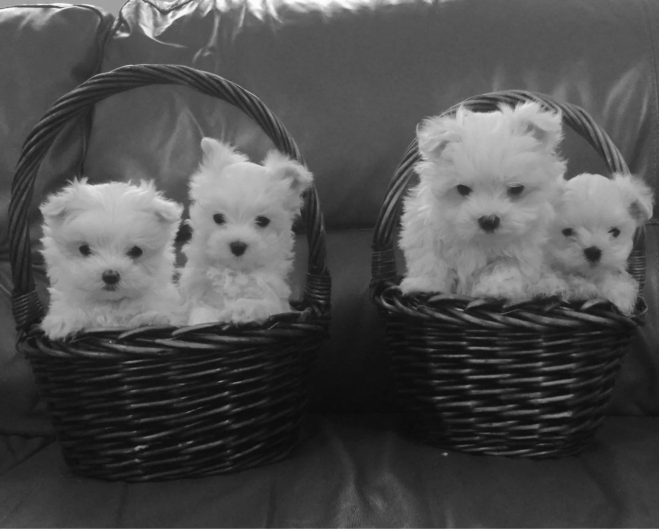 Ice White Maltese Puppies