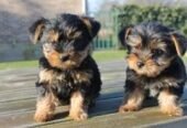 Tiny Yorkshire Terrier Puppies For sale