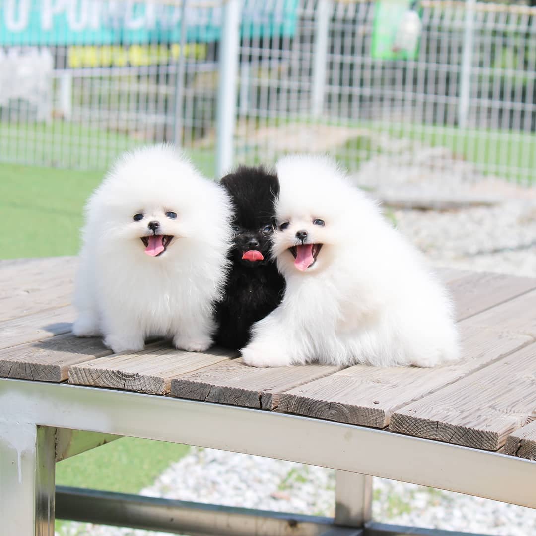 Purebred Pomeranian Puppies Available