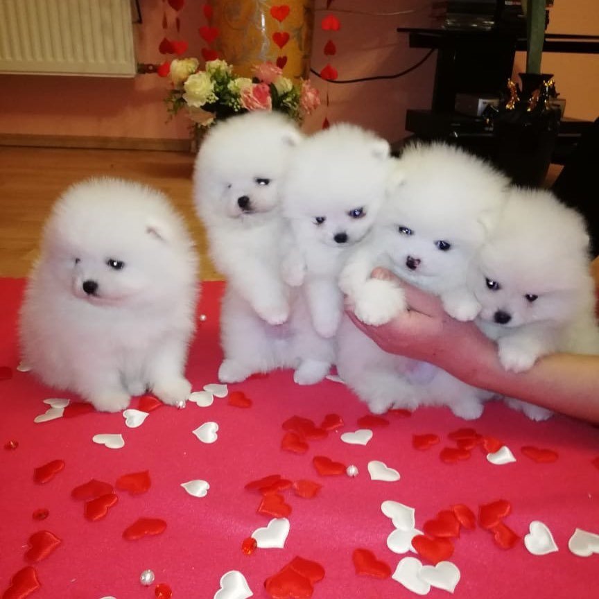 Purebred Pomeranian Puppies Available