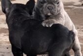 3 French Bulldogs For Sale