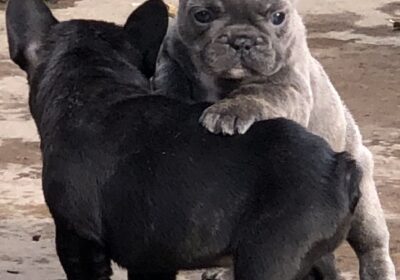 3 French Bulldogs For Sale