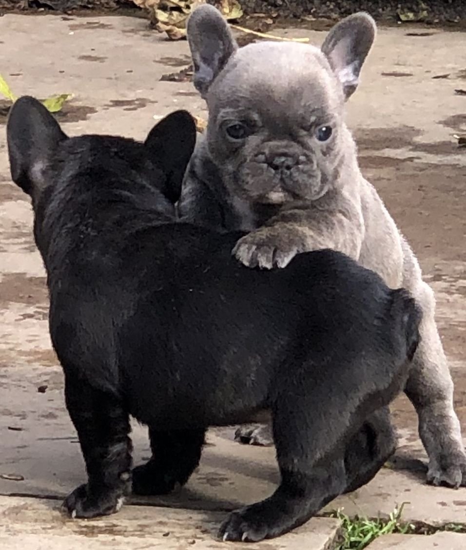 3 French Bulldogs For Sale